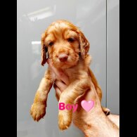 Cocker Spaniel (Working &amp; Show) - Both
