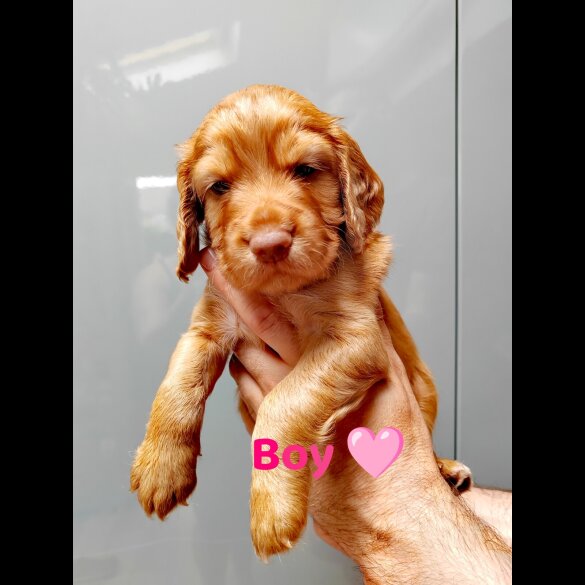 Cocker Spaniel (Working &amp; Show) - Both