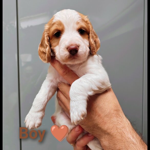Cocker Spaniel (Working &amp; Show) - Both