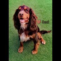 Cocker Spaniel (Working &amp; Show) - Both