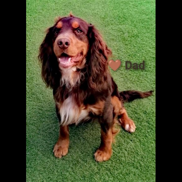 Cocker Spaniel (Working &amp; Show) - Both