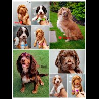 Cocker Spaniel (Working &amp; Show) - Both