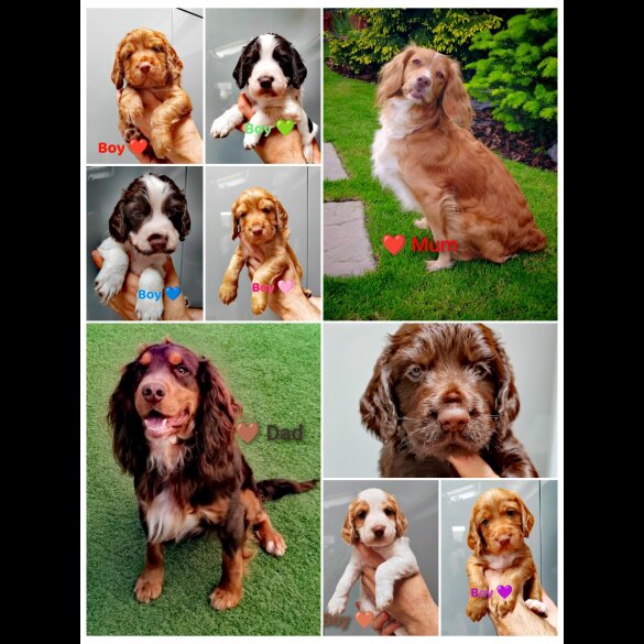 Cocker Spaniel (Working &amp; Show) - Both