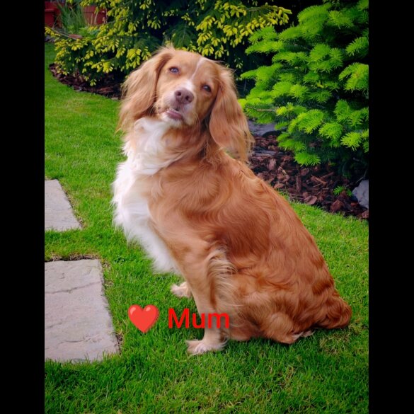Cocker Spaniel (Working &amp; Show) - Both