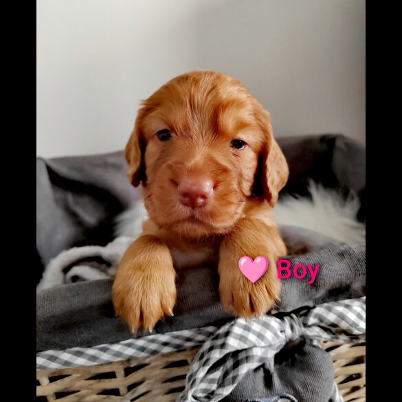 Cocker Spaniel (Working &amp; Show) - Both