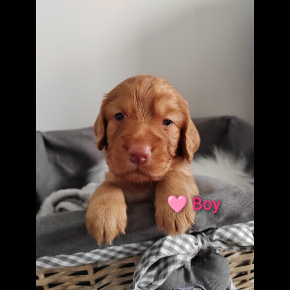 Cocker Spaniel (Working &amp; Show) - Both