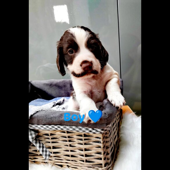 Cocker Spaniel (Working &amp; Show) - Both