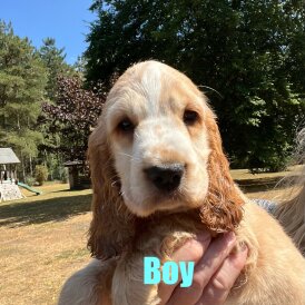 Cocker Spaniel (Working &amp; Show) - Both