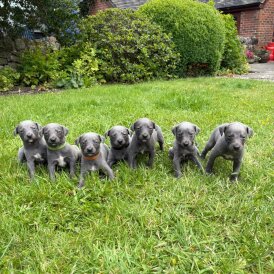Whippet - Bitches