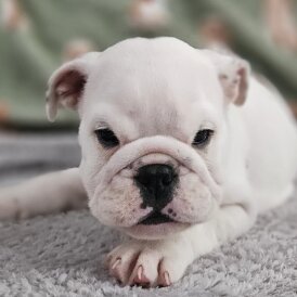 English Bulldog - Both