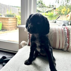 Cocker Spaniel (Working &amp; Show) - Dogs