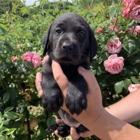 Labrador Retriever - Both