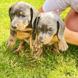 Dachshund (Standard &amp; Miniature) - Dogs