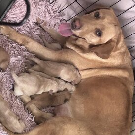 Labrador Retriever - Dogs