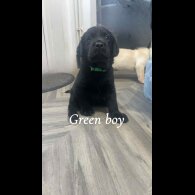 Labrador Retriever - Both