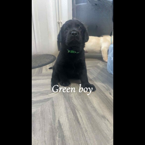 Labrador Retriever - Both