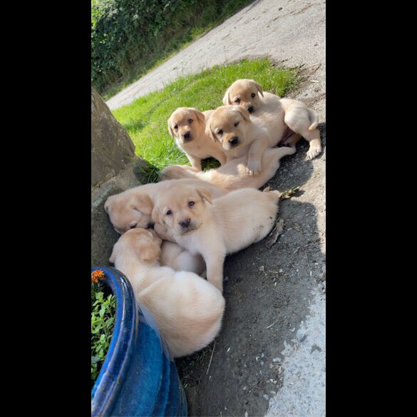 Labrador Retriever - Both