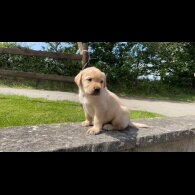 Labrador Retriever - Both