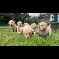 Labrador Retriever - Both