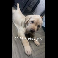 Labrador Retriever - Both