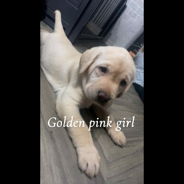 Labrador Retriever - Both