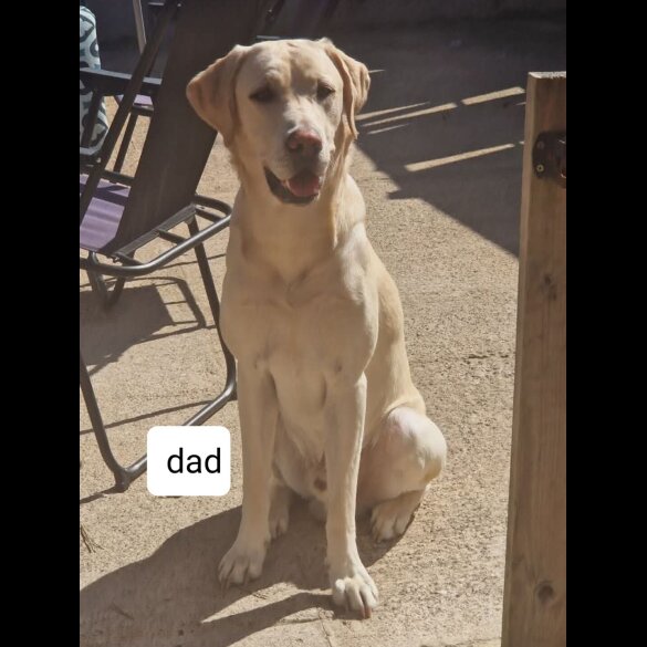 Labrador Retriever - Both