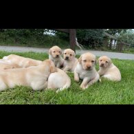 Labrador Retriever - Both