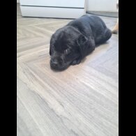 Labrador Retriever - Both