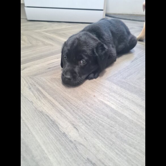 Labrador Retriever - Both