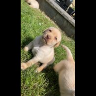 Labrador Retriever - Both