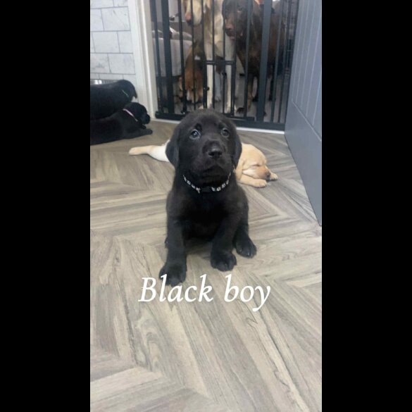 Labrador Retriever - Both