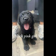 Labrador Retriever - Both
