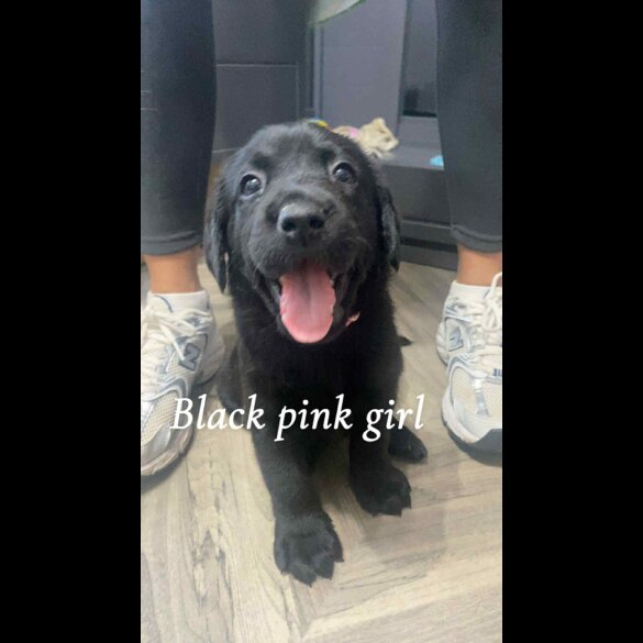 Labrador Retriever - Both