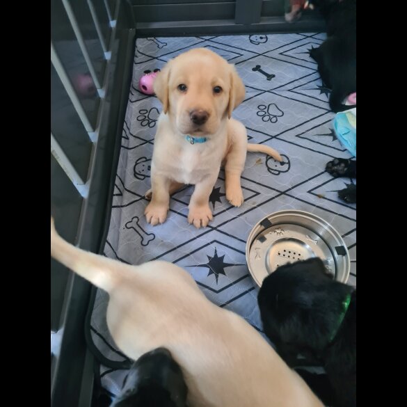 Labrador Retriever - Both
