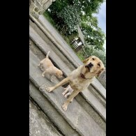 Labrador Retriever - Both