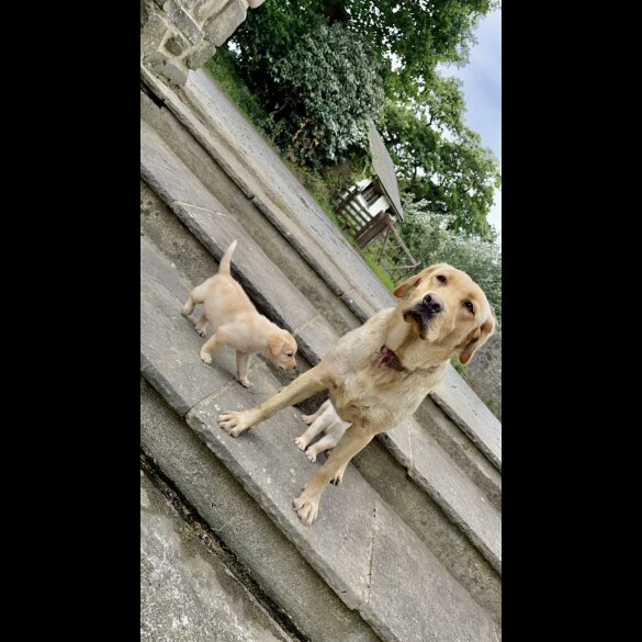 Labrador Retriever - Both