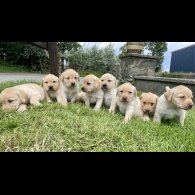 Labrador Retriever - Both