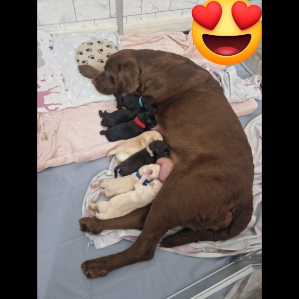 Labrador Retriever - Both
