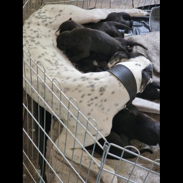 Lurcher - Both