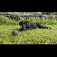 Labrador Retriever - Both