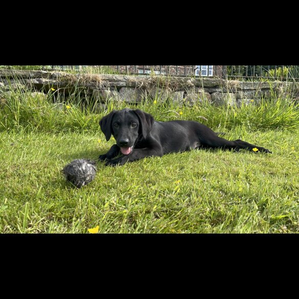 Labrador Retriever - Both