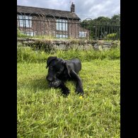 Labrador Retriever - Both