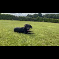 Labrador Retriever - Both