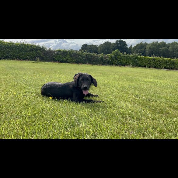Labrador Retriever - Both