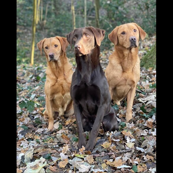 Labrador Retriever - Both