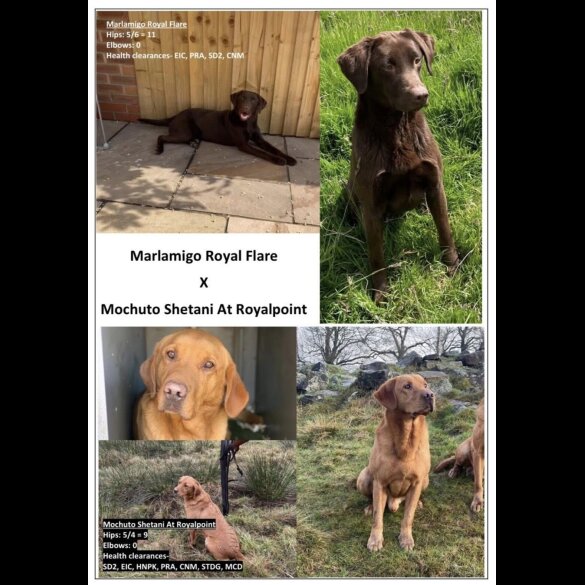 Labrador Retriever - Both