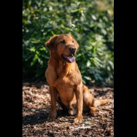 Labrador Retriever - Both