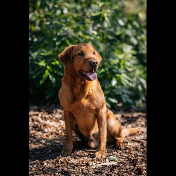 Labrador Retriever - Both