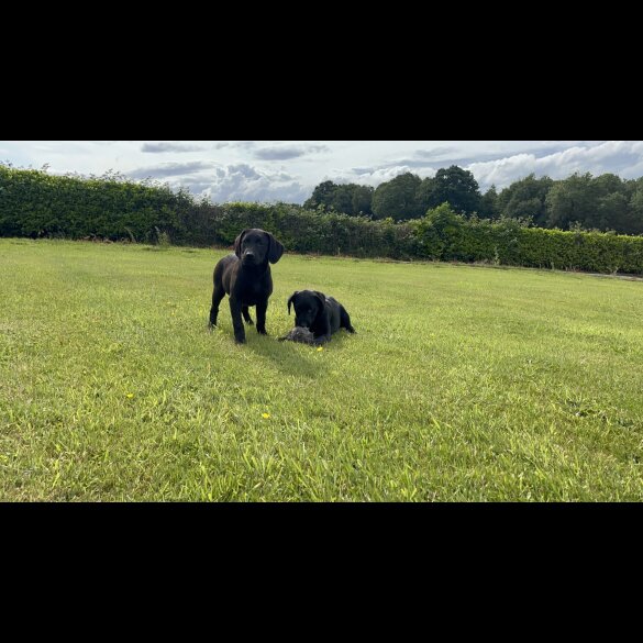 Labrador Retriever - Both