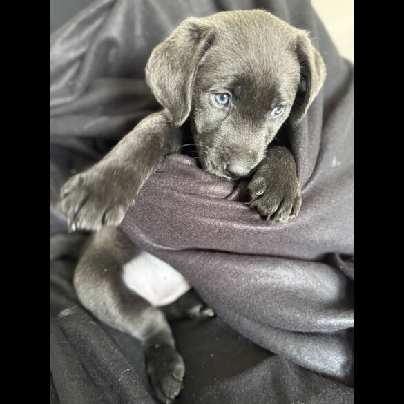Labrador Retriever - Both